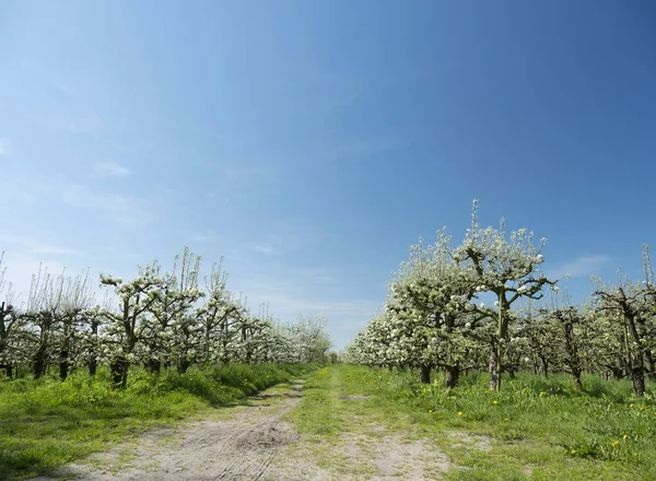 White apple blossoms in dutch orchard with blue sky — Stock Photo, Image