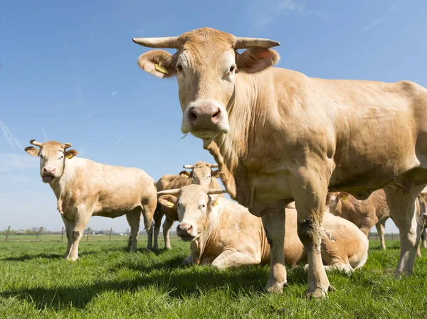 Blonde daquitaine cows in green grassy meadow under blue sky — Stock Photo, Image