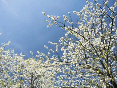 utrecht yakınlarındaki Hollanda'da çiçek açan kiraz ağaçları ile hollanda meyve bahçesi