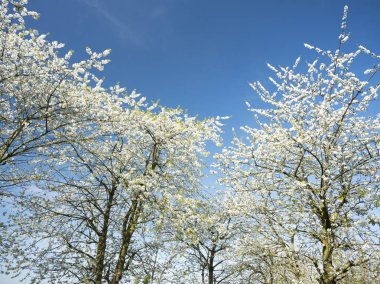 utrecht yakınlarındaki Hollanda'da çiçek açan kiraz ağaçları ile hollanda meyve bahçesi