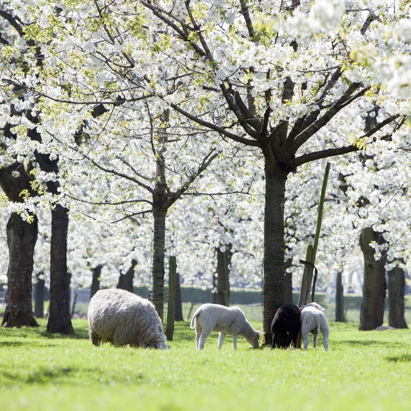 绵羊在乌得勒支附近盛开的樱桃树下放牧青草 — 图库照片