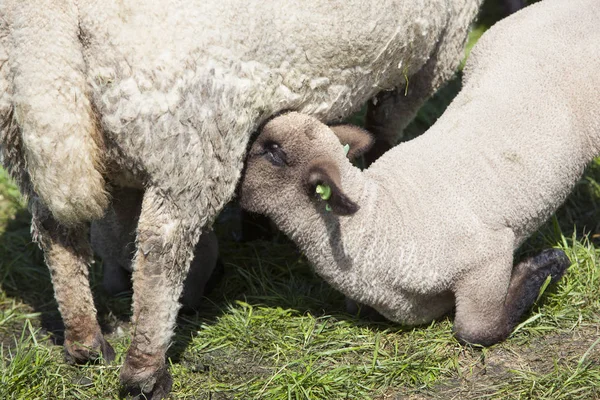 Bebidas de cordero joven de la madre oveja en el prado herboso verde — Foto de Stock