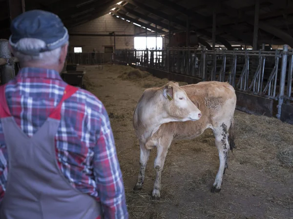 çiftçi ve sarışın d aquitaine buzağı ahır içinde