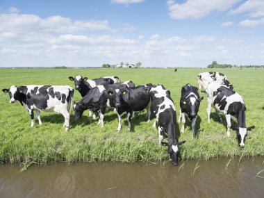 siyah ve beyaz inek Hollanda'da amersfoort yakınındaki mavi gökyüzü altında yeşil çimenli çayırda