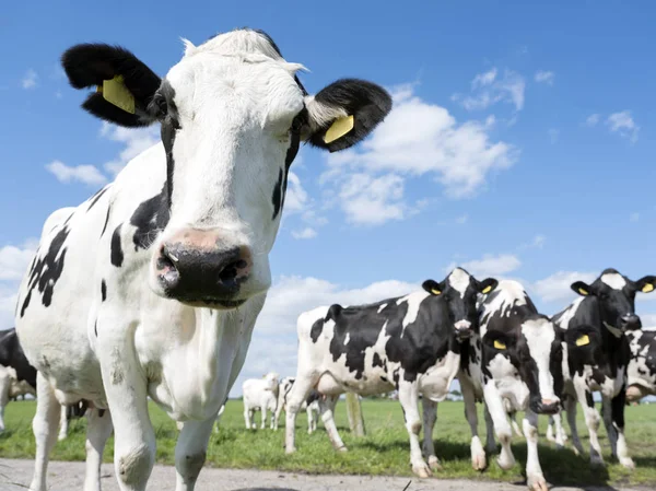 Vacas blancas y negras en prado verde bajo cielo azul cerca de amersfoort en Holanda — Foto de Stock