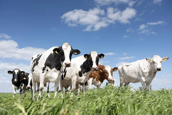 Black and white cows in green grassy meadow under blue sky near amersfoort in holland — Stock Photo, Image