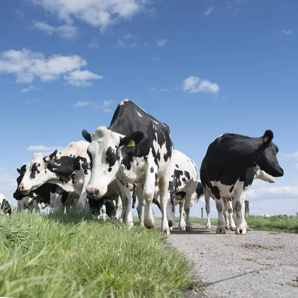 Zwart-witte koeien in groen grazige weide onder blauwe lucht in de buurt van amersfoort in Nederland — Stockfoto