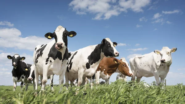 Black and white cows in green grassy meadow under blue sky near amersfoort in holland — Stock Photo, Image