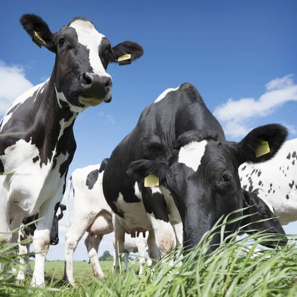 Vacas pretas e brancas em prado verde gramado sob céu azul perto de amersfoort na Holanda — Fotografia de Stock