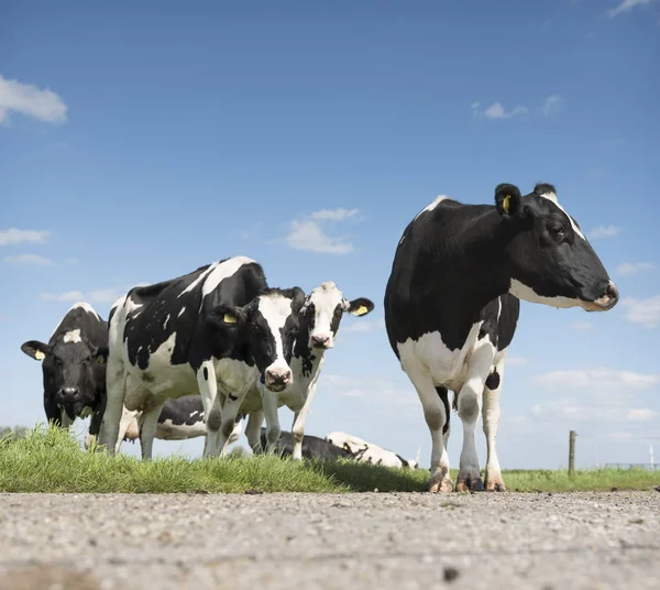 Fekete-fehér tehenek zöld füves rét a holland amersfoort közelében kék ég alatt — Stock Fotó