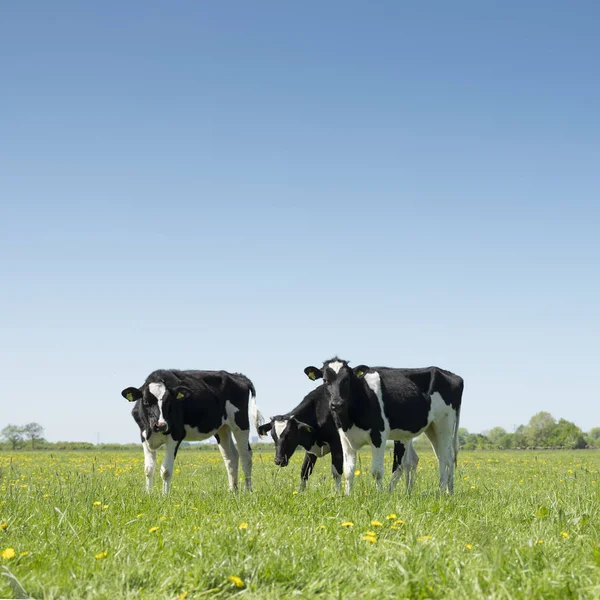 Svarta och vita holstein kalvar i gräsbevuxna grön äng i holländska våren med blå himmel i holland — Stockfoto