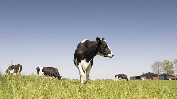 Fekete-fehér holstein tehenek a kék ég, a holland holland tavaszi zöld füves rét — Stock Fotó