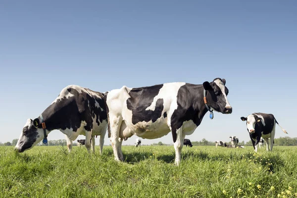 Vacas no prado holandês no dia ensolarado de verão na Holanda do Sul — Fotografia de Stock