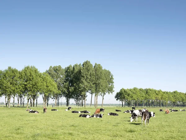 Vacas no prado holandês no dia ensolarado de verão em South Holland perto de vianen — Fotografia de Stock