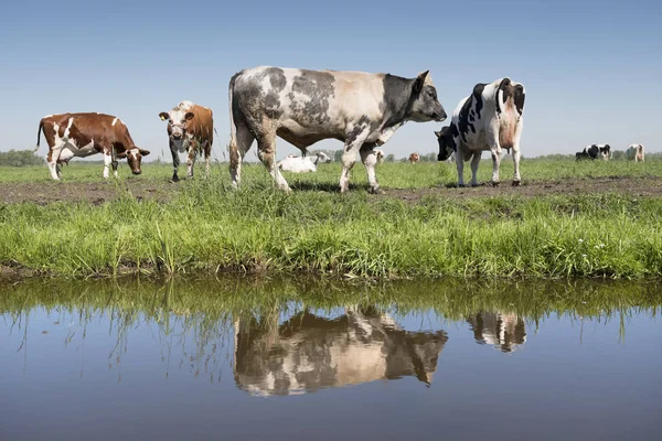 Koeien en stier in Nederlandse weide op zonnige zomerdag in Zuid-holland — Stockfoto