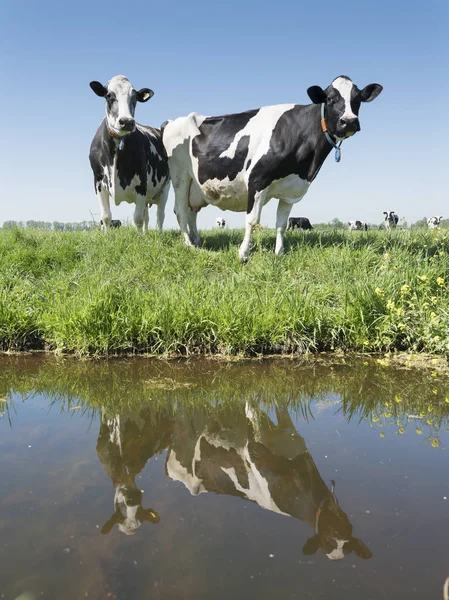 Kühe und Spiegelungen im Kanal auf holländischer Weide an einem sonnigen Sommertag in Südholland — Stockfoto