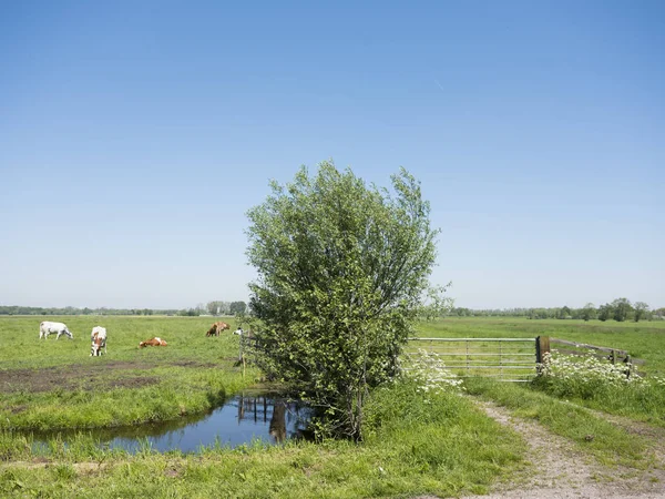 Polder landscape with tree and cows in meadow of south holland in the netherlands — Stock Photo, Image