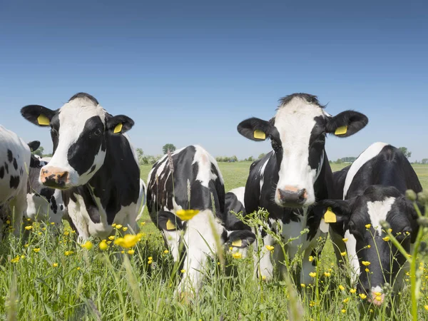 Les vaches noires et blanches s'approchent des fleurs jaunes printanières dans la prairie herbeuse verte hollandaise sous le ciel bleu en Hollande — Photo