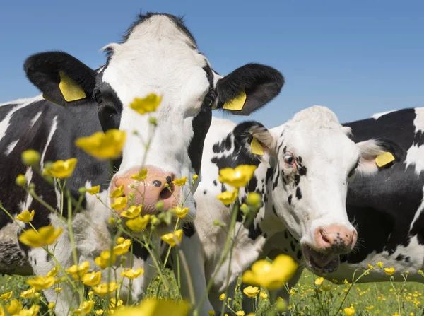 Black and white cows come close to yellow spring flowers in dutch green grassy meadow under blue sky in holland — Stock Photo, Image