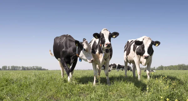 Vaches noires et blanches dans la prairie herbeuse verte hollandaise avec ciel bleu aux Pays-Bas entre Utrecht et Leerdam — Photo