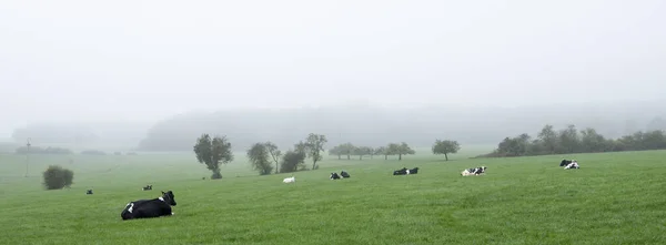 Cows relax in green meadow near echternach in luxemburg — Stock Photo, Image