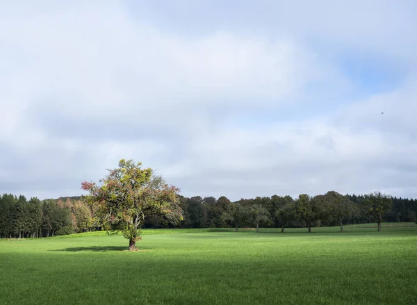 Nut tree in sunny field with autumnal forest in the background — Stock Photo, Image