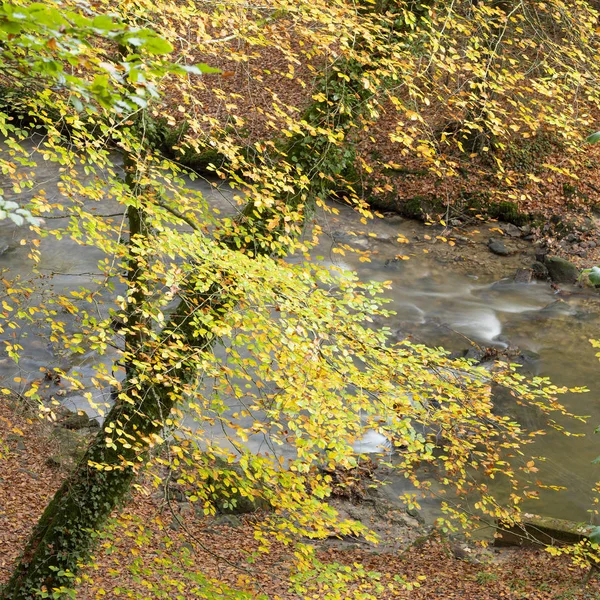 Лесной ручей и осенние цвета в лесу — стоковое фото