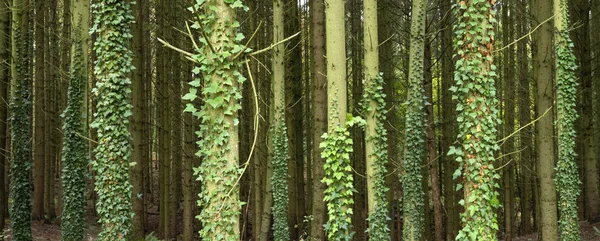 Spruce tree trubks overgrown with ivy — Stock Photo, Image
