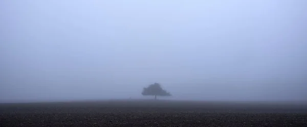 Árbol solitario en la niebla de la mañana en el campo arado — Foto de Stock