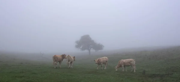 Four calves on tranquil misty morning near lonely tree in meadow — Stock Photo, Image