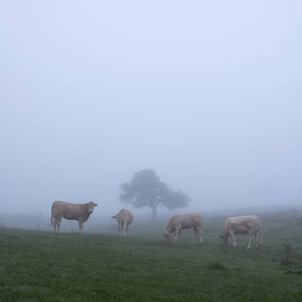 4只小牛犊在清澈的雾蒙蒙的早晨靠近荒凉的草地上的一棵树旁 — 图库照片