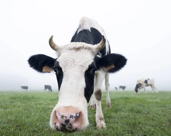 Młode czarne i białe krowy rano łąka mgły — Zdjęcie stockowe