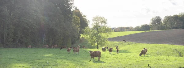 Vacas limusinas marrons e bezerros no prado da tarde nebuloso com para — Fotografia de Stock