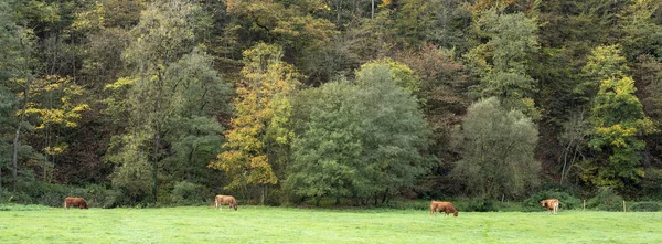 Four brown limousin cows in meadow near autumn forest in german — Stock Photo, Image