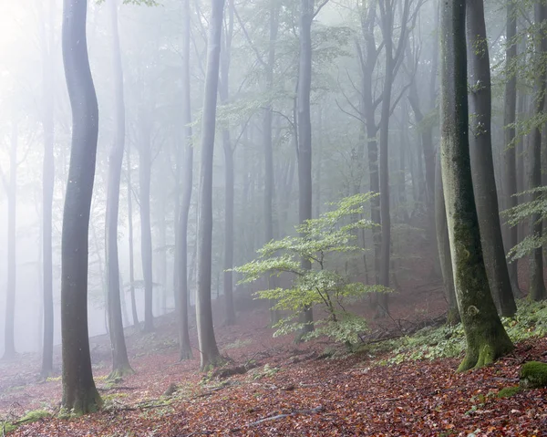 Спокійна атмосфера в туманному осінньому лісі — стокове фото