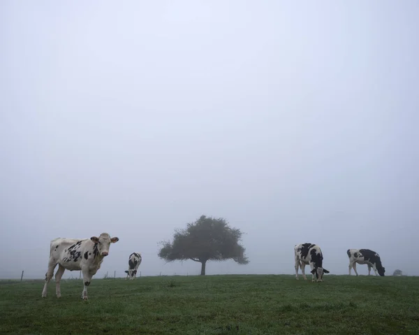 Czarne i białe krowy w mglistej łące rano w pobliżu sylwetki drzewa — Zdjęcie stockowe