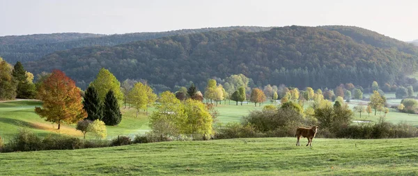 Vaca y ternera en el otoño caminar a través de colores brillantes de Luxemburgo — Foto de Stock