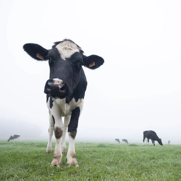 Vacas jóvenes blancas y negras en prado verde brumoso —  Fotos de Stock