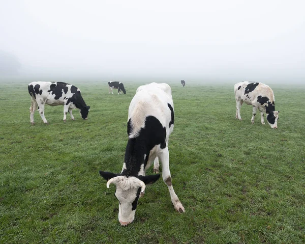 Młode czarne i białe krowy na zielonej mglistej łące — Zdjęcie stockowe