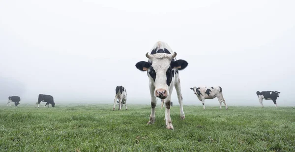 Young black and white cows in green misty meadow — Stock Photo, Image