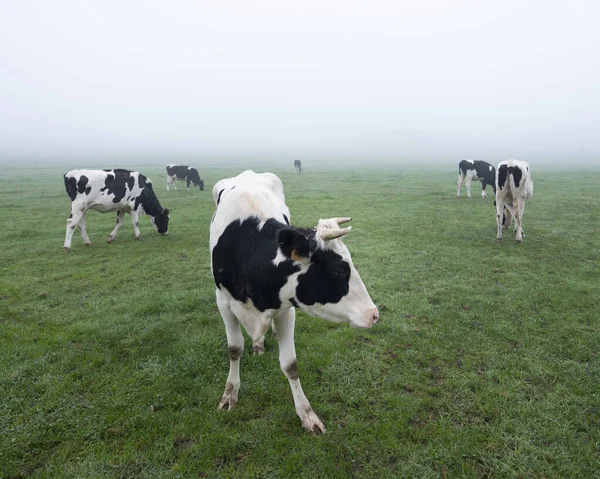 Young black and white cows in green misty meadow — Stock Photo, Image