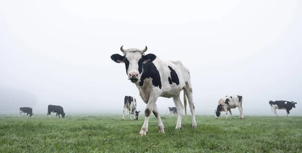 Young black and white cows in green misty meadow — Stock Photo, Image