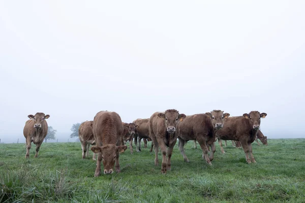 Brązowe limyzyny krowy na mglistej łące wczesnym rankiem w coun — Zdjęcie stockowe