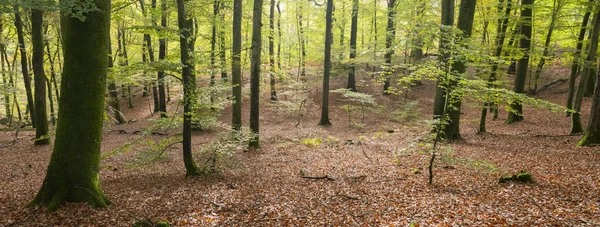 Zonnige vroege herfst bos met dode bladeren en boomstammen — Stockfoto