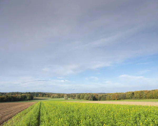 Campo de semillas de mostaza y bosque de autum bajo el cielo azul en Luxemburgo —  Fotos de Stock