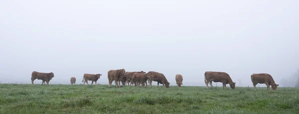 Brown limousin cows in misty meadow on early morning in the coun — Stock Photo, Image