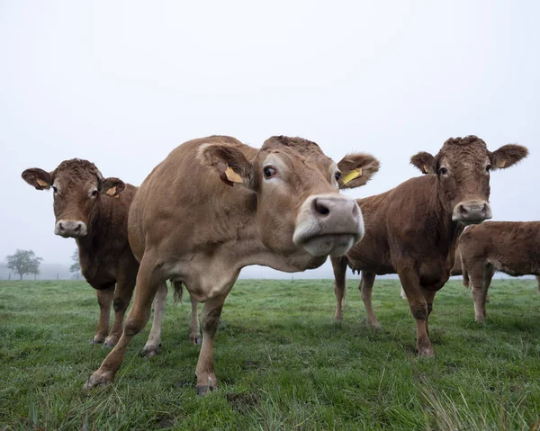 Mucche limousin marrone nel prato nebbioso la mattina presto nella mucca — Foto Stock