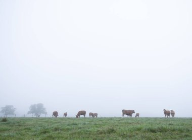 Kahverengi limuzin inekleri puslu çayırlarda sabahın erken saatlerinde coun 'da