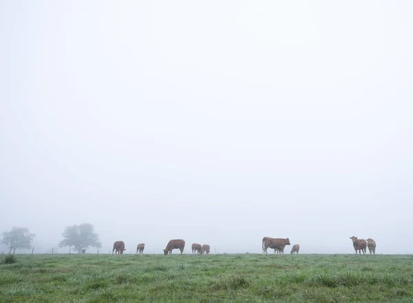 Vacas limusinas marrones en el prado brumoso en la mañana temprano en el coun — Foto de Stock