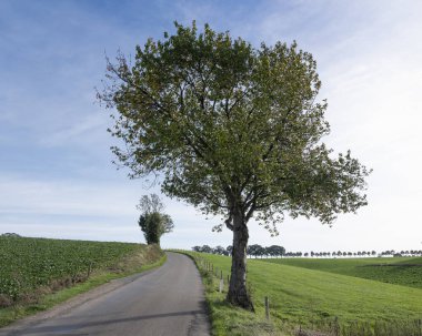 Hollanda 'nın güney limburg bölgesindeki ağaçlı köy yolu. 